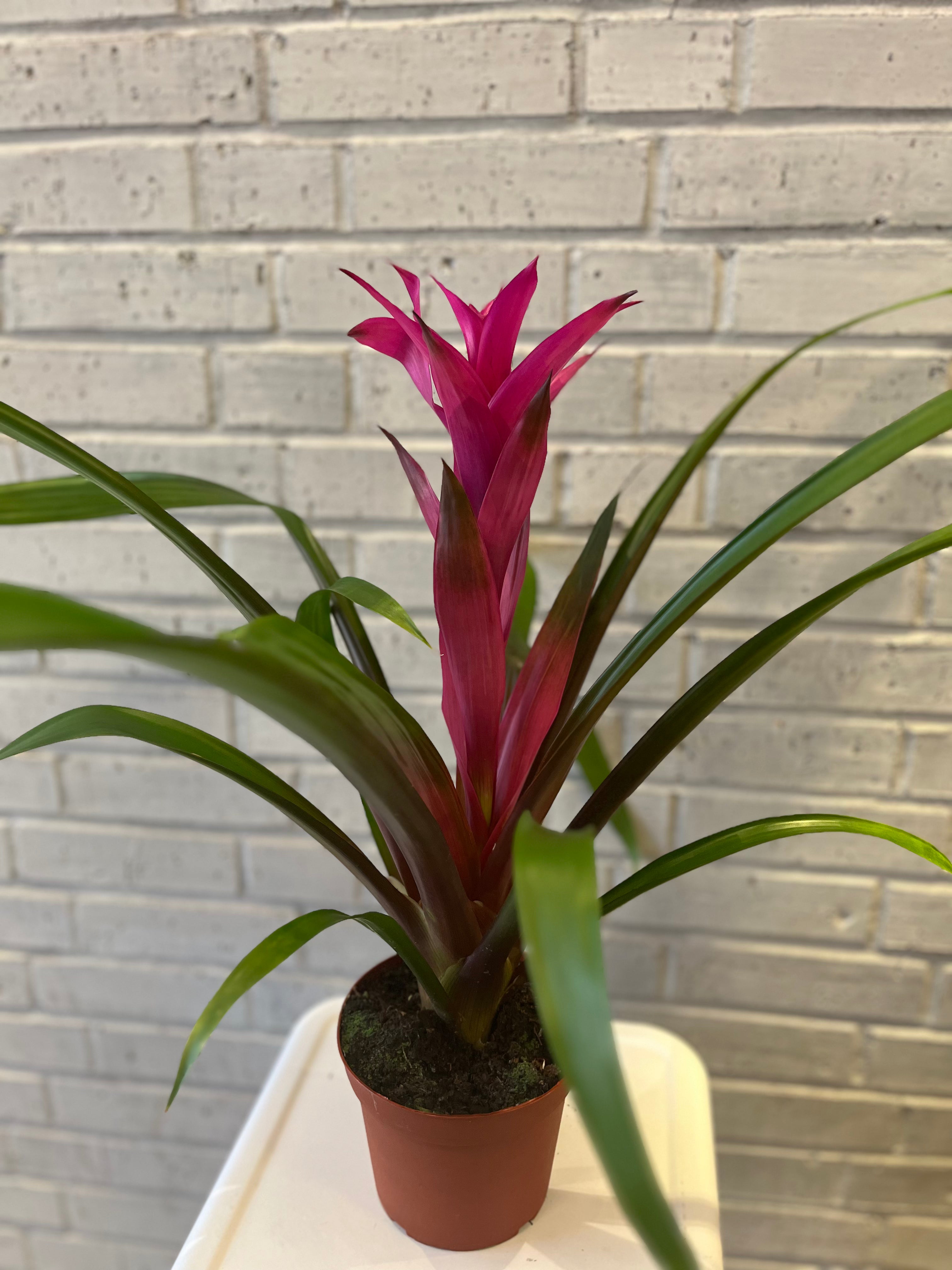 Bromeliad in Growers Pot