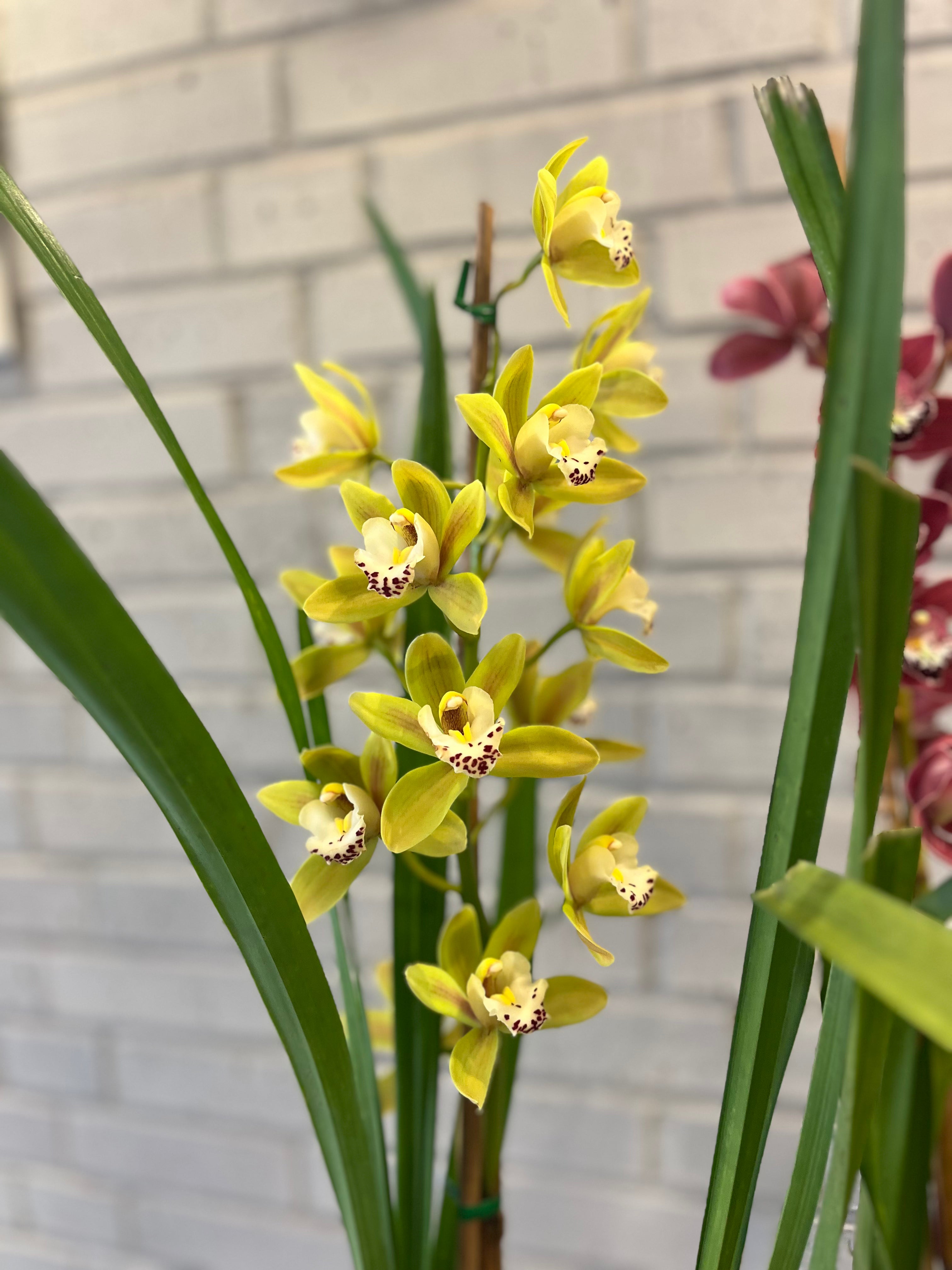 Cymbidium Orchid in Growers Pot.